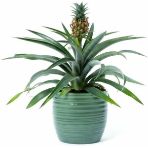 Bloomgift | Kamerplanten | Ananas Amigo | Incl. pot | Antisnurkplant | ↕ 40cm | Ø 13 cm