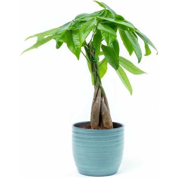 Bloomgift | Kamerplanten | Geldboompje (Pachira Aquatica) | Incl. pot | ↕ 45cm | Ø 13 cm