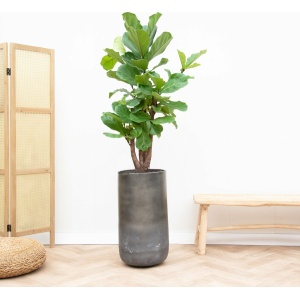 Combi deal - Ficus Lyrata vertakt inclusief vaas Elisa Mystic - 180cm