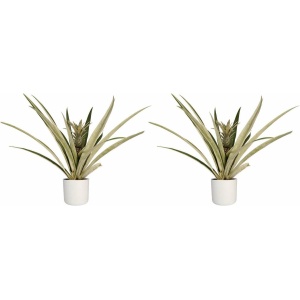 Duo 2 x Ananas Champaca met Elho B.for soft white ↨ 55cm - 2 stuks - hoge kwaliteit planten