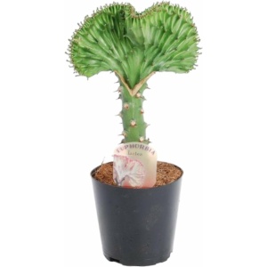 Euphorbia lactea Cristata groen - 30 cm - ø10,5