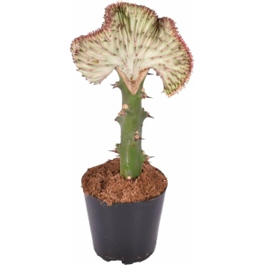 Euphorbia lactea Cristata rood - 30 cm - ø10,5