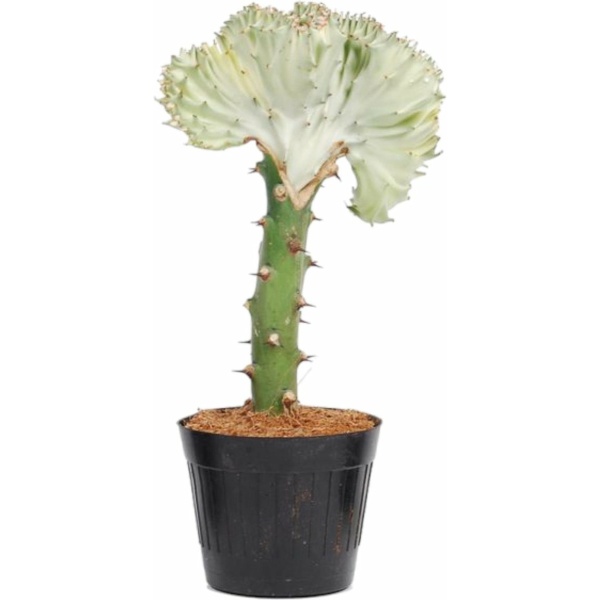 Euphorbia lactea Cristata wit - 30 cm - ø10,5