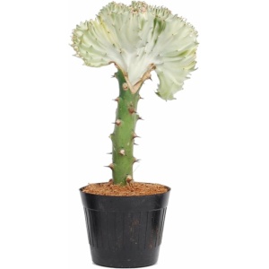 Euphorbia lactea Cristata wit - 35 cm - ø12