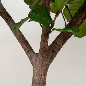 Ficus Lyrata XXXL - 250 cm