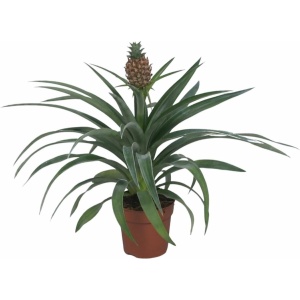 FloraFiesta - Ananasplant Mi Amigo - Pot Ø12 cm - Hoogte 30 cm