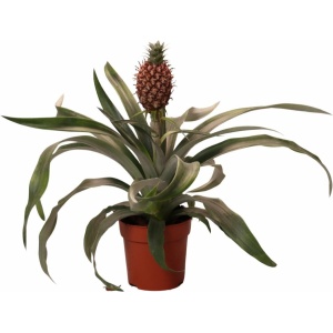 FloraFiesta - Ananasplant Rosita - Pot Ø12 cm - Hoogte 30 cm