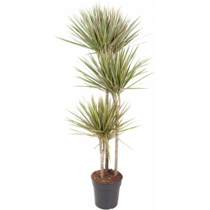 Goed & Groen - Dracaena Bicolor - Drakenbloedboom - XL -↨ 150cm - Potmaat 24 - Exclusieve Kwaliteit Planten - Kamer Plant - Kamerplanten - Sfeer - Interieur