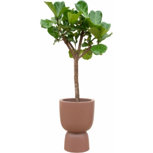 Green Bubble - Ficus Lyrata boom inclusief elho Pure Coupe Rosy Brown Ø41 - 210 cm