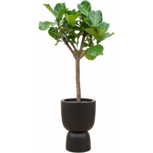 Green Bubble - Ficus Lyrata boom inclusief elho Pure Coupe zwart Ø41 - 210 cm