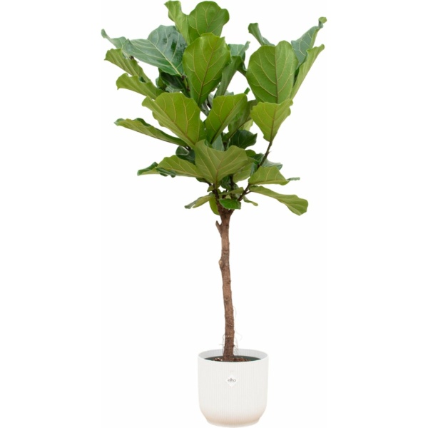 Green Bubble - Ficus Lyrata stam inclusief elho Vibes Fold Round wit Ø30 - 160cm