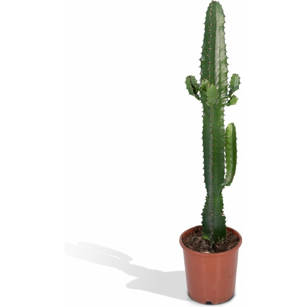 Hello Plants Euphorbia Acruensis Wolfsmelk - Ø 17 cm - Hoogte: 50 cm - Cactus Cowboycactus