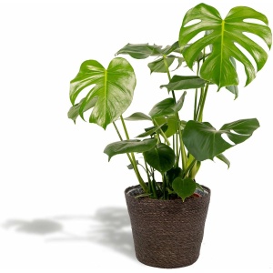 Hello Plants Monstera Deliciosa Gatenplant in Mand Igmar - Ø 21 cm - Hoogte: 80 cm - Kamerplant