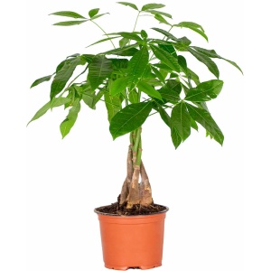 Pachira Aquatica - Geldboom - Kamerplant - Onderhoudsvriendelijk - ⌀12 cm - 25-35 cm