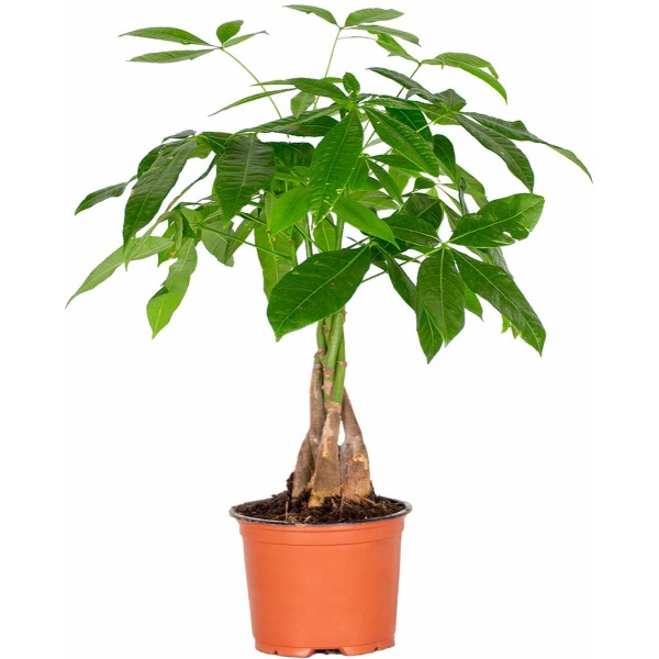 Pachira Aquatica - Geldboom - Kamerplant - Onderhoudsvriendelijk - ⌀12 cm - 25-35 cm