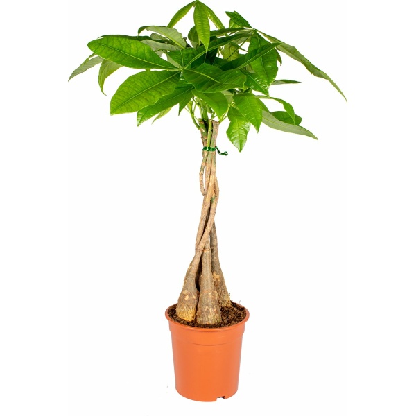 Pachira Aquatica - Geldboom - Kamerplant - Onderhoudsvriendelijk - ⌀19 cm - 75-85 cm