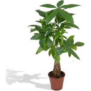 Pachira Aquatica - Potmaat 15cm - Hoogte 50cm