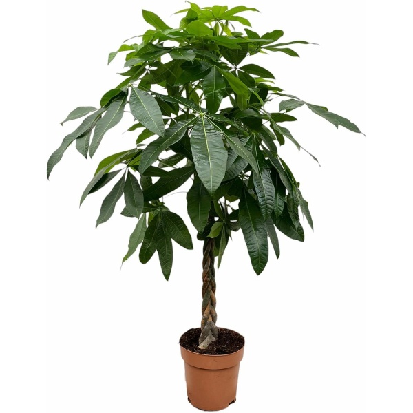 Pachira Aquatica - Potmaat 27cm - Hoogte 180cm