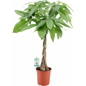 Pachira met gevlochten stam ↨ 90cm - hoge kwaliteit planten