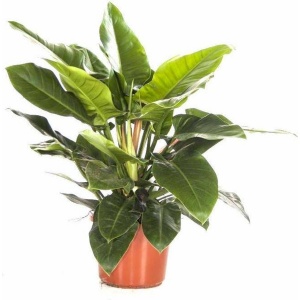 Philodendron Imperial Green | Philodendron
