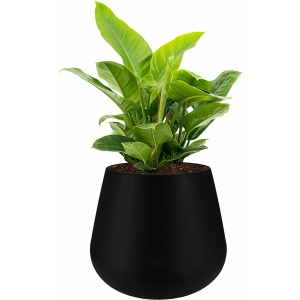 Philodendron Imperial Green in Pure Cone zwart | Philodendron