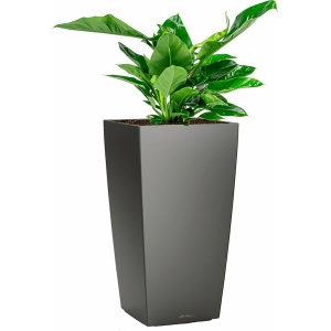 Philodendron Imperial Green in watergevende Cubico antraciet | Philodendron