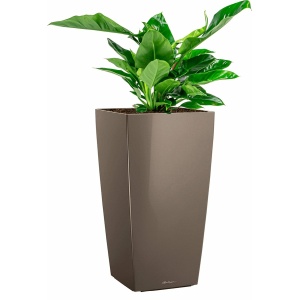 Philodendron Imperial Green in watergevende Cubico taupe | Philodendron