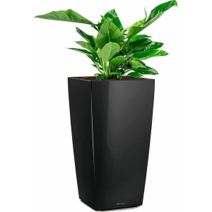 Philodendron Imperial Green in watergevende Cubico zwart | Philodendron