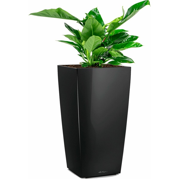 Philodendron Imperial Green in watergevende Cubico zwart | Philodendron