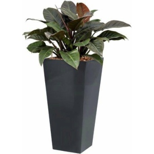 Philodendron Imperial Red hydrocultuur in Runner vierkant antraciet | Philodendron