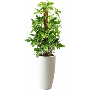 Philodendron Pedatum in Pure Soft wit | Philodendron