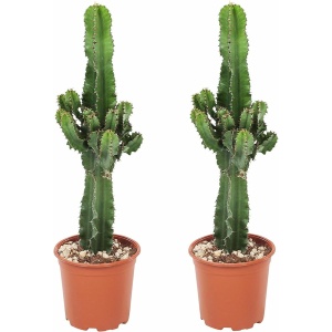 Plant in a Box - Euphorbia Eritrea - Set van 2 Cowboy Cactus - kamerplant - Pot 17cm - Hoogte 50-60cm