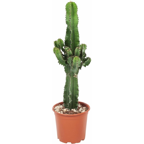 Plant in a Box - Euphorbia Ingens - Cowboy Cactus - kamerplant - Pot 17cm - Hoogte 50-60cm