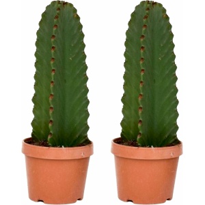 Plant in a Box - Euphorbia Ingens 'cowboycactus' - Set van 2 - cactus - pot 18cm - hoogte 40-50cm