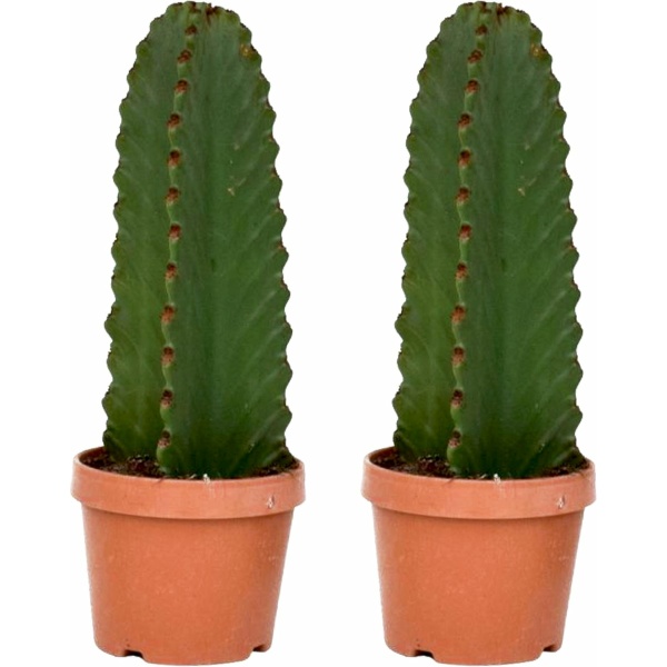 Plant in a Box - Euphorbia Ingens 'cowboycactus' - Set van 2 - cactus - pot 18cm - hoogte 40-50cm