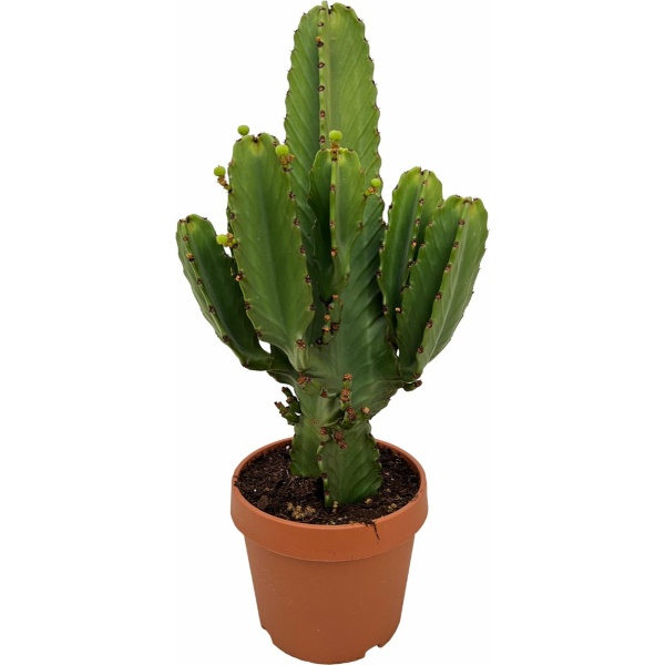 Plant in a Box - Euphorbia Ingens 'cowboycactus' XL - cactus - pot 24cm - hoogte 85-95cm