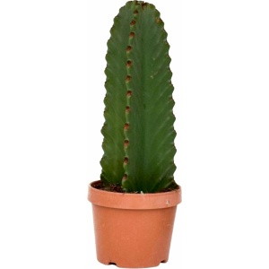 Plant in a Box - Euphorbia Ingens 'cowboycactus' - cactus - pot 18cm - hoogte 40-50cm