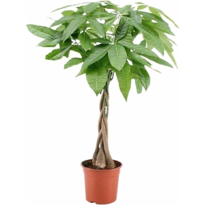 Plant in a Box - Pachira Aquatica - Kamerplant - Geldboom - Pot 17cm - Hoogte 60-70cm