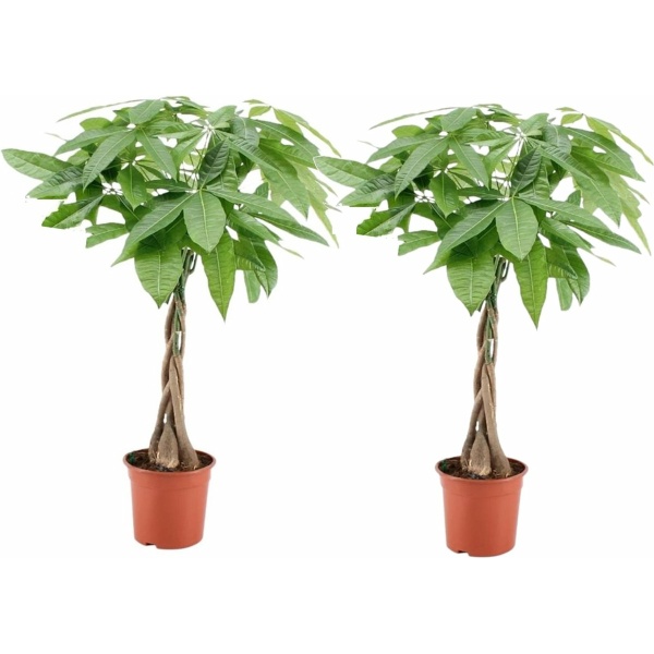 Plant in a Box - Pachira Aquatica - Set van 2 kamerplanten - Geldboompjes - Pot 17cm - Hoogte 60-70cm