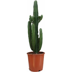 Plantenboetiek.nl | Euphorbia Acrurensis - Kamerplant - Hoogte 95cm - Potmaat 24cm