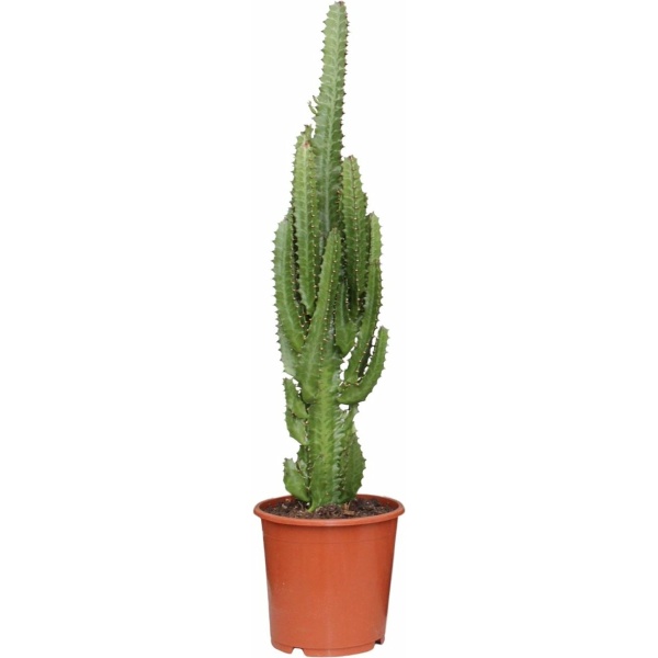 Plantenboetiek.nl | Euphorbia Trigona - Kamerplant - Hoogte 70cm - Potmaat 17cm