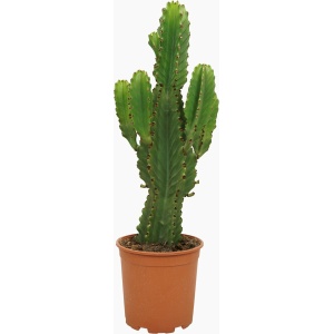 Plantenboetiek.nl | Euphorbia ingens - Ø 21cm - Hoogte 60cm