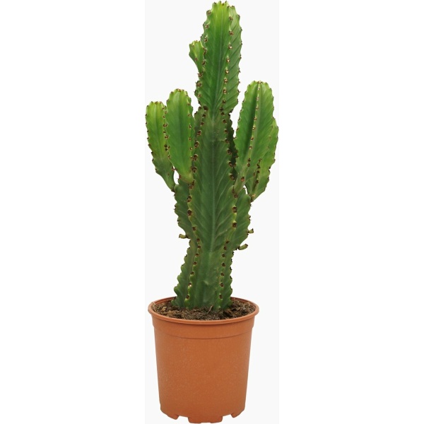 Plantenboetiek.nl | Euphorbia ingens - Ø 21cm - Hoogte 60cm