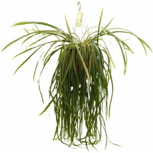 Plantenboetiek.nl | Lepismium Bolivianum - Kamerplant - Hoogte 70cm - Potmaat 21cm