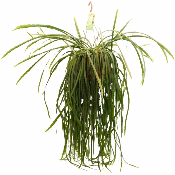 Plantenboetiek.nl | Lepismium Bolivianum - Kamerplant - Hoogte 70cm - Potmaat 21cm