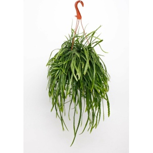 Plantenboetiek.nl | Lepismium Bolivianum - Ø17cm - Hoogte 25cm - Kamerplant - Groenblijvend