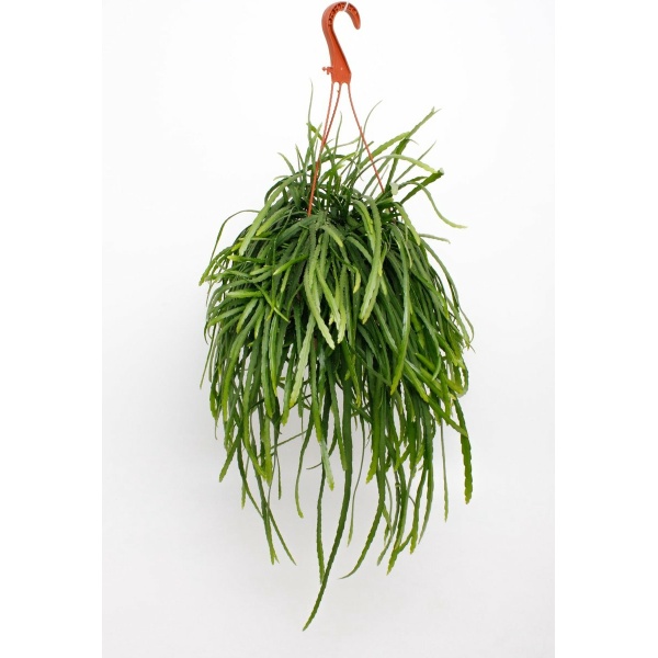 Plantenboetiek.nl | Lepismium Bolivianum - Ø17cm - Hoogte 25cm - Kamerplant - Groenblijvend