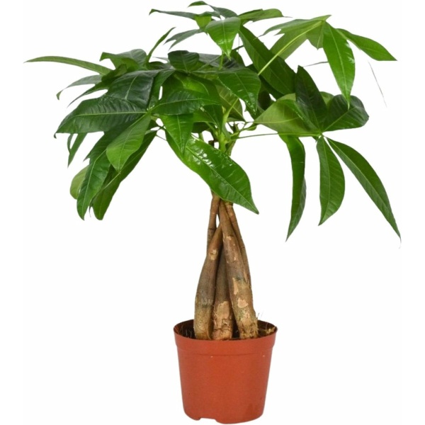 Plantenboetiek.nl | Pachira Aquatica - Kamerplant - Hoogte 35cm - Potmaat 12cm