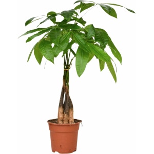 Plantenboetiek.nl | Pachira Aquatica - Ø 17cm - Hoogte 65cm