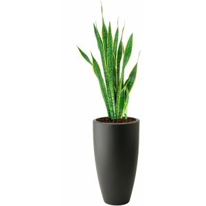 Sansevieria Laurentii in Pure Soft antraciet | Vrouwentong